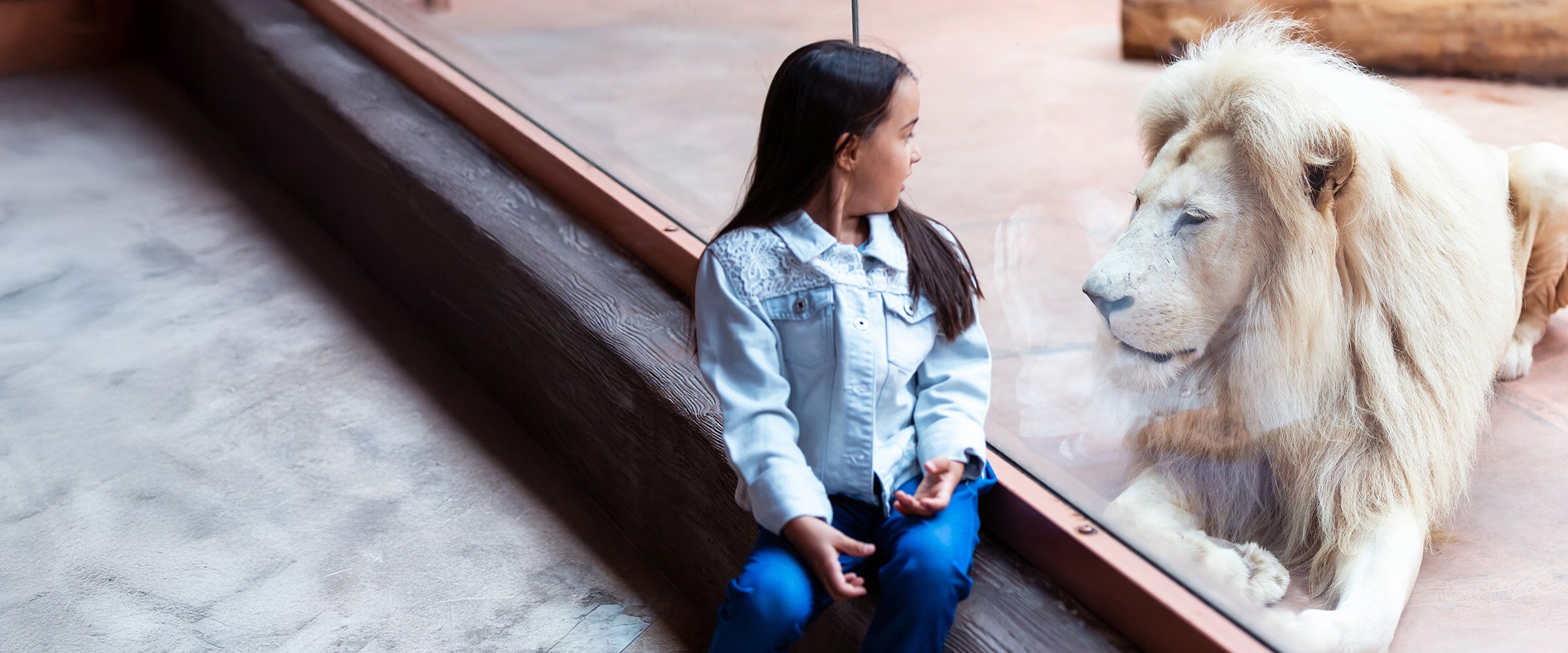 Photo of young girl sitting next to glass wall with a white lion on the other side.