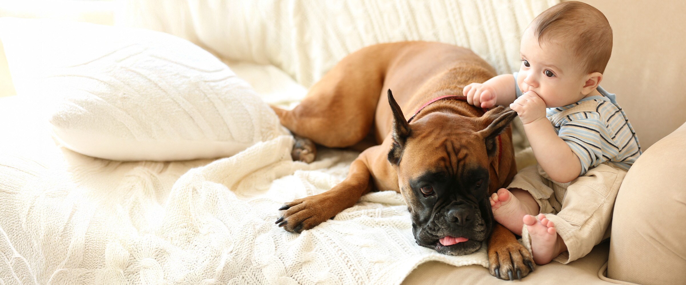 Photo of baby on couch holding the ear of a boxer dog.