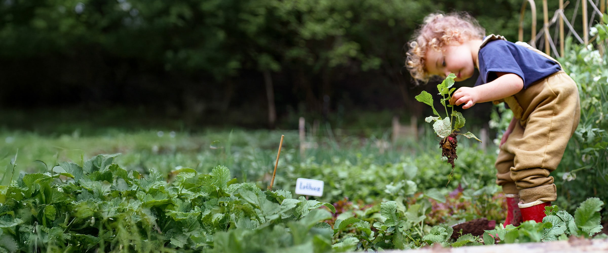 Photo of a young child holding up a raddish pulled from the soil.